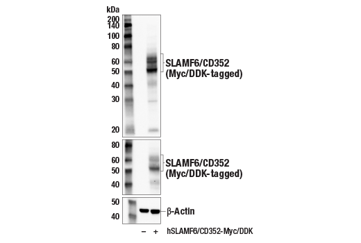 Western Blotting Image 2: SLAMF6/CD352 (E3H1E) Rabbit Monoclonal Antibody
