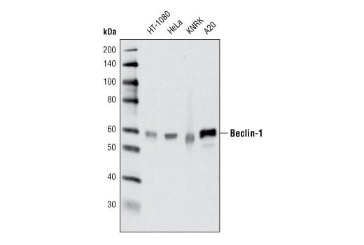 undefined Image 1: PhosphoPlus<sup>®</sup> Beclin-1 (Ser30) Antibody Duet