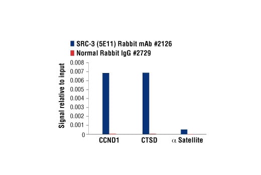 Chromatin Immunoprecipitation Image 3: SRC-3 (5E11) Rabbit Monoclonal Antibody