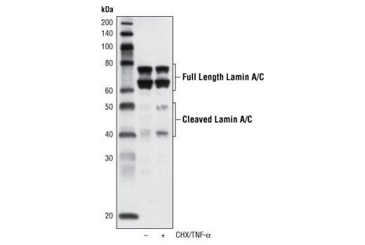 Western Blotting Image 3: Lamin A/C (4C11) Mouse Monoclonal Antibody (BSA and Azide Free)