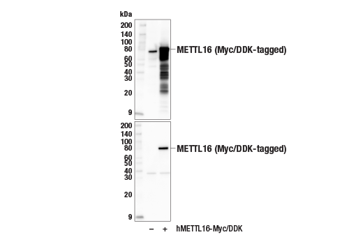 Western Blotting Image 2: METTL16 (E2J1D) Rabbit Monoclonal Antibody