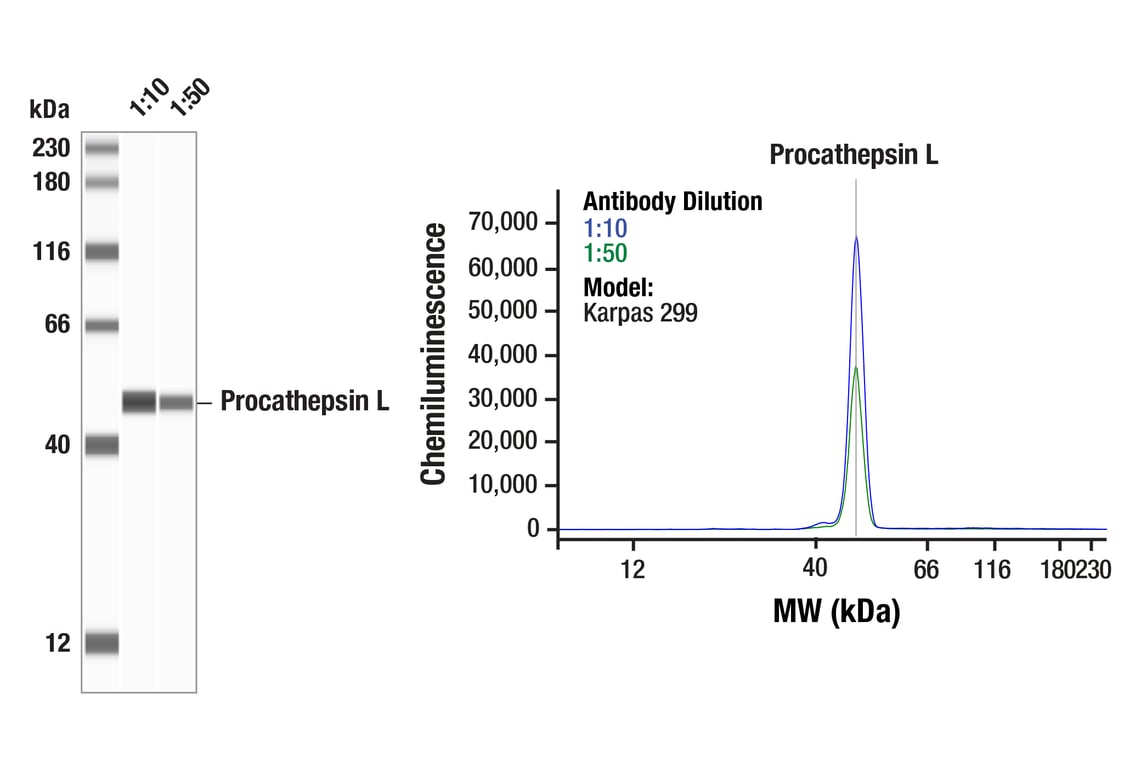 Western Blotting Image 1: Procathepsin L (E9B2U) Rabbit Monoclonal Antibody