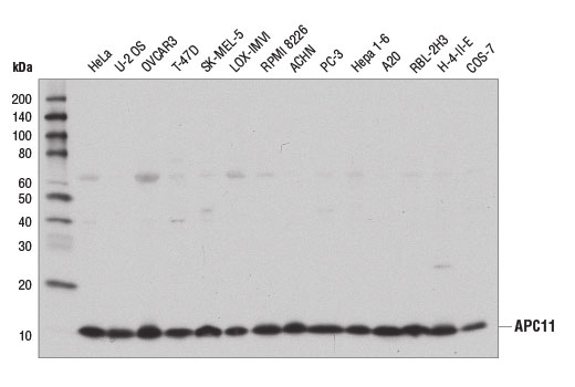 Western Blotting Image 1: APC11 (D1E7Q) Rabbit mAb