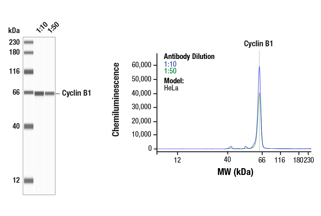 Western Blotting Image 1: Cyclin B1 (D5C10) Rabbit Monoclonal Antibody