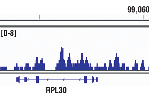 Chromatin Immunoprecipitation Image 1: Acetyl-Histone H3 (Lys36) (D9T5Q)<sup> </sup> Rabbit Monoclonal Antibody