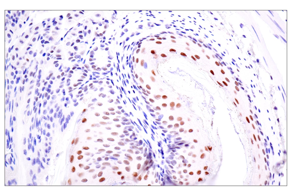 Immunohistochemistry Image 11: TLE3 (E4F3Y) Rabbit Monoclonal Antibody