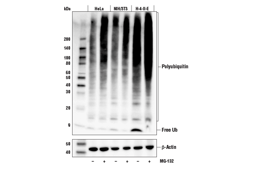 Western Blotting Image 2: Ubiquitin (E4I2J) Rabbit Monoclonal Antibody (Biotinylated)