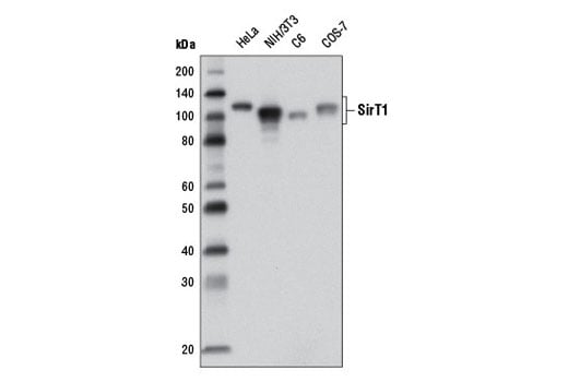 Western Blotting Image 2: SirT1 (1F3) Mouse Monoclonal Antibody (BSA and Azide Free)