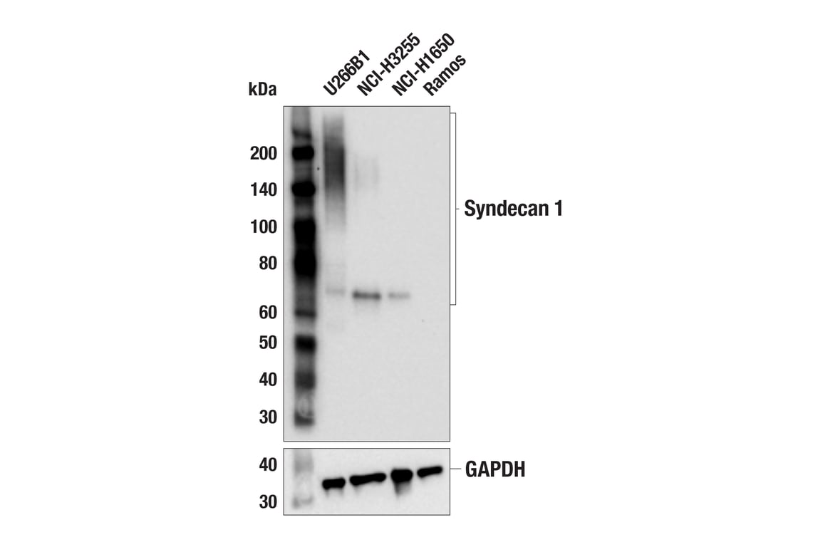 Western Blotting Image 2: Syndecan 1 (E7S6T) Rabbit Monoclonal Antibody