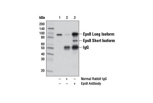 Western Blotting Image 2: Eps8 Antibody