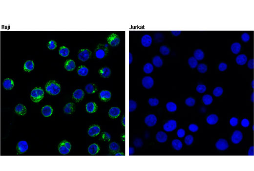 Immunofluorescence Image 1: CD74 (D5N3I) Rabbit Monoclonal Antibody