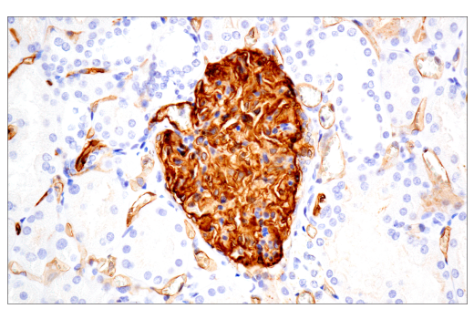 Immunohistochemistry Image 10: PODXL (E8O1S) Rabbit Monoclonal Antibody (BSA and Azide Free)