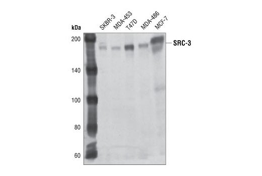 Western Blotting Image 1: SRC-3 (11B1) Mouse mAb