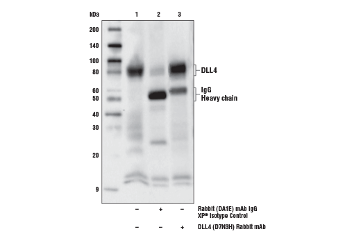 Immunoprecipitation Image 1: DLL4 (D7N3H) Rabbit Monoclonal Antibody