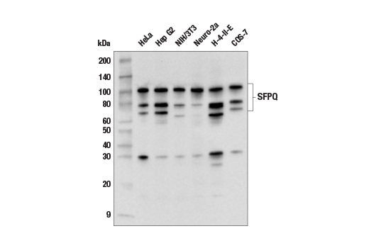 Western Blotting Image 2: SFPQ (E9A7B) Rabbit Monoclonal Antibody