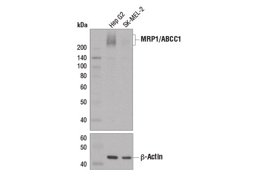 Western Blotting Image 2: MRP1/ABCC1 (D7O8N) Rabbit Monoclonal Antibody
