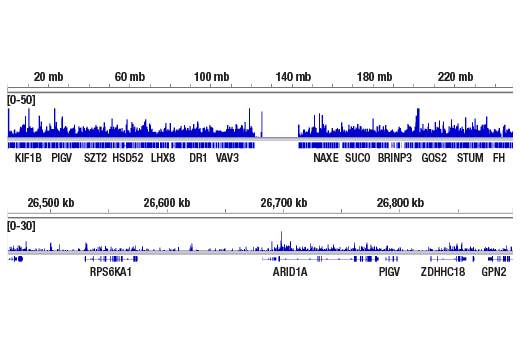 CUT & RUN Image 2: WHSC1 (D4Z8Q) Rabbit Monoclonal Antibody