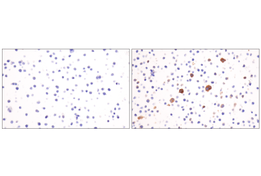 Immunohistochemistry Image 6: iNOS (E1W4J) Rabbit Monoclonal Antibody