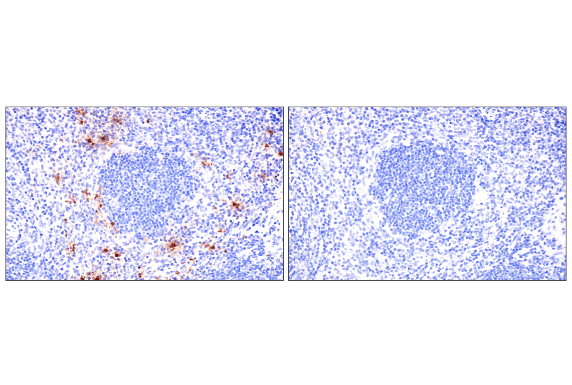 Immunohistochemistry Image 7: Eosinophil cationic protein (F3G7N) Rabbit Monoclonal Antibody (BSA and Azide Free)