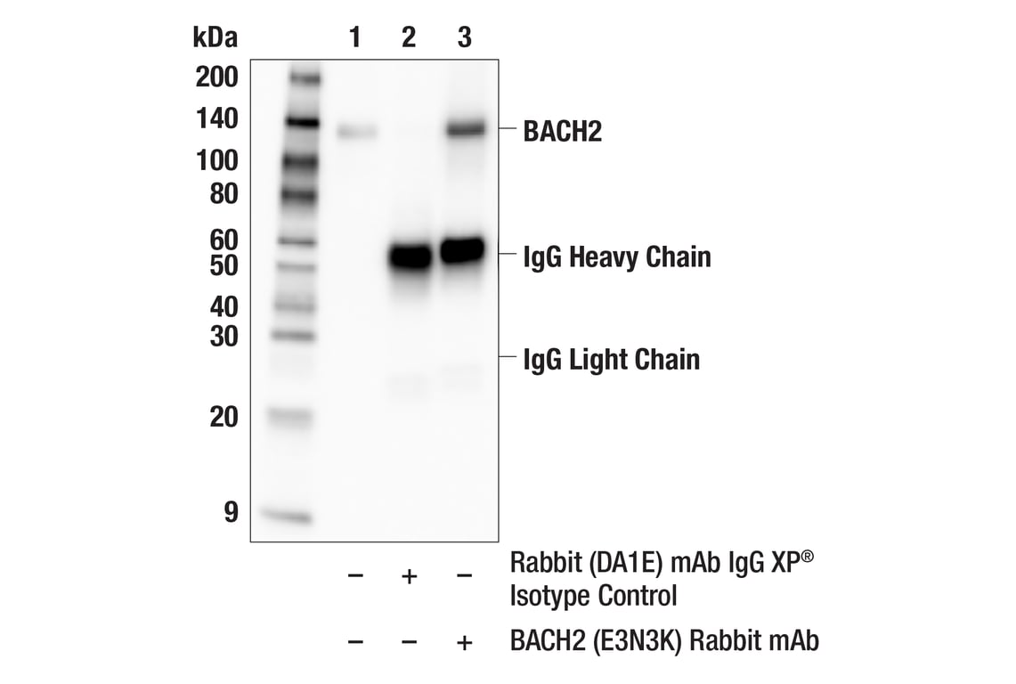 Immunoprecipitation Image 1: BACH2 (E3N3K) Rabbit Monoclonal Antibody