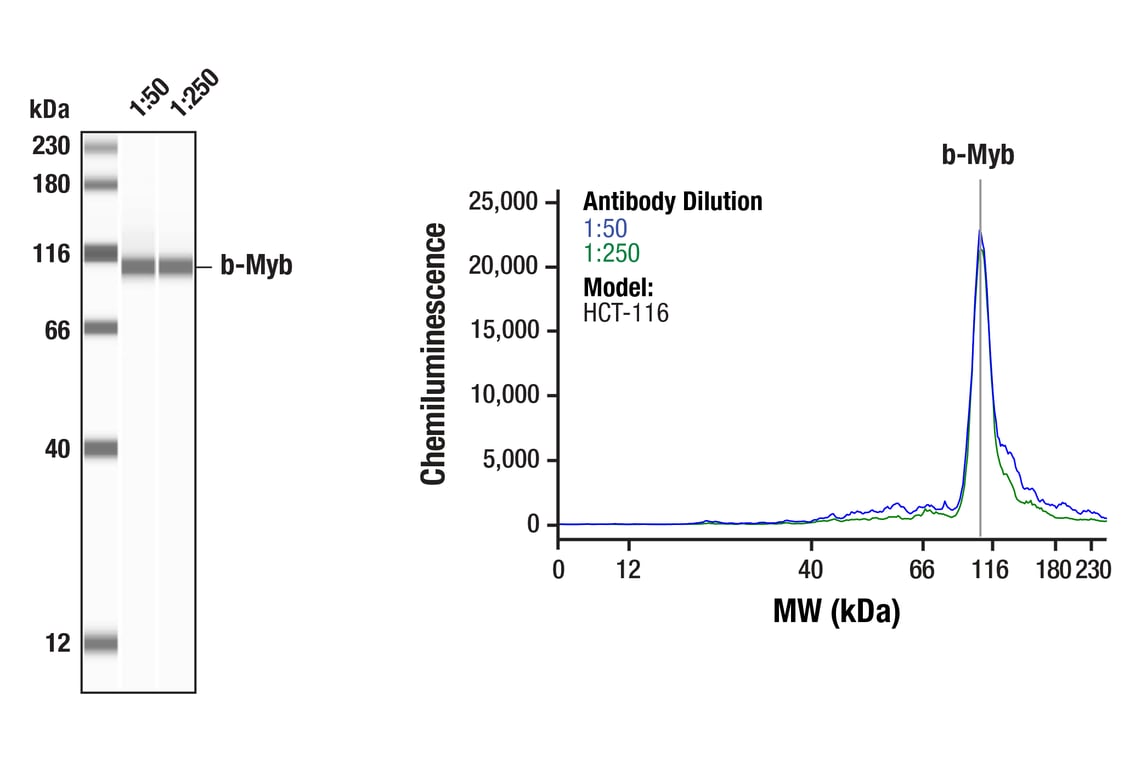 Western Blotting Image 1: b-Myb (F9W2M) Rabbit Monoclonal Antibody