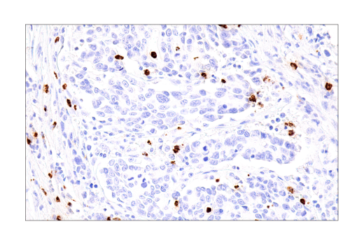 undefined Image 11: NETosis Antibody Sampler Kit