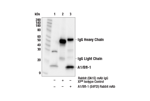 Immunoprecipitation Image 1: A1/Bfl-1 (E4P2I) Rabbit Monoclonal Antibody
