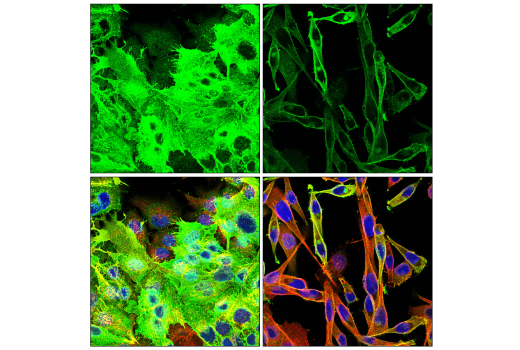 Immunofluorescence Image 1: Glut1 (E4S6I) Rabbit Monoclonal Antibody