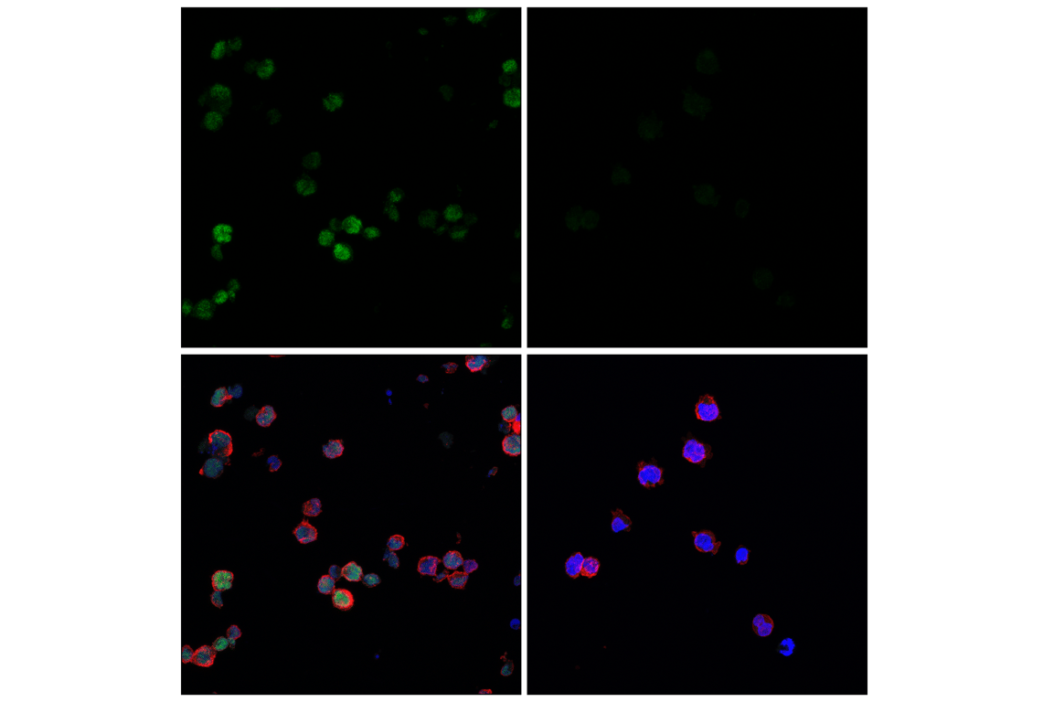 Immunofluorescence Image 1: KLF2 (E7K8Y) Rabbit Monoclonal Antibody (BSA and Azide Free)