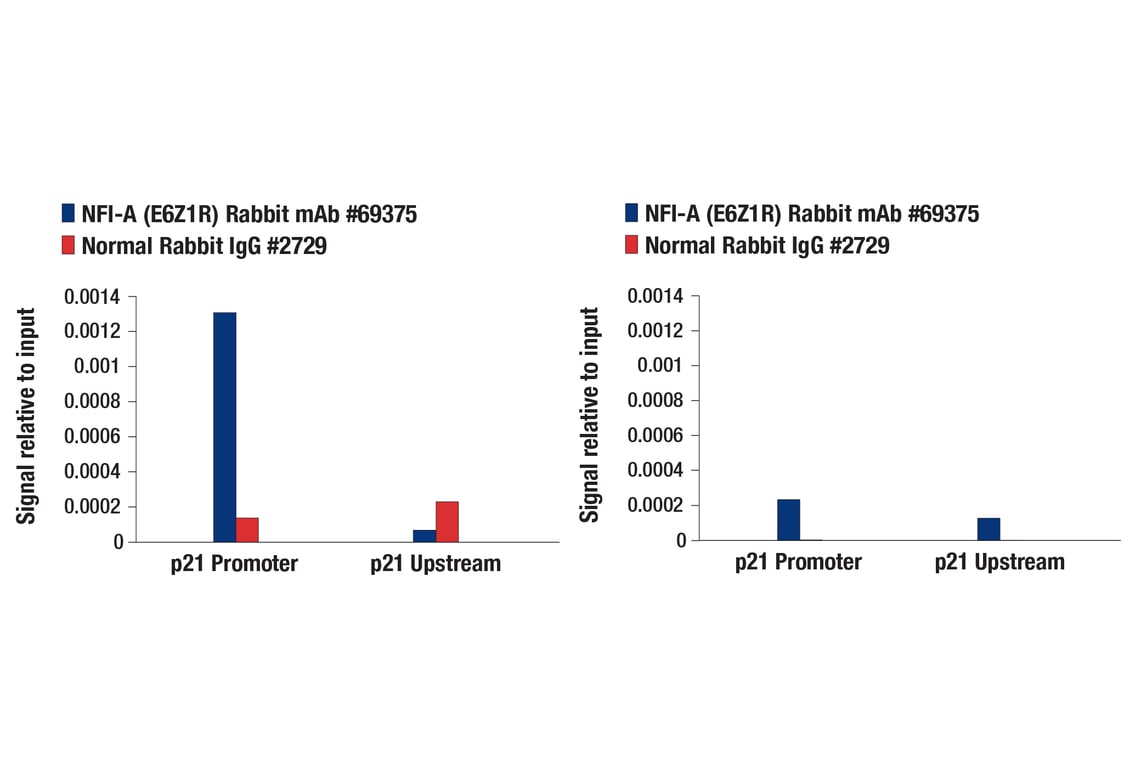 Chromatin Immunoprecipitation Image 1: NFI-A (E6Z1R) Rabbit Monoclonal Antibody