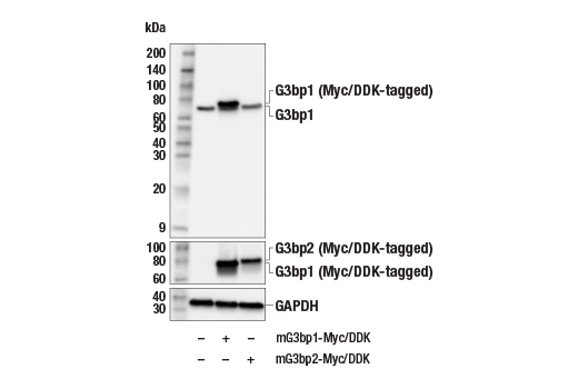Western Blotting Image 3: G3bp1 Antibody