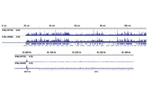 Chromatin Immunoprecipitation Image 2: N-Myc (D4B2Y) Rabbit Monoclonal Antibody