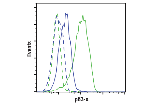 Flow Cytometry Image 1: p63-alpha (D2K8X) Rabbit Monoclonal Antibody (BSA and Azide Free)