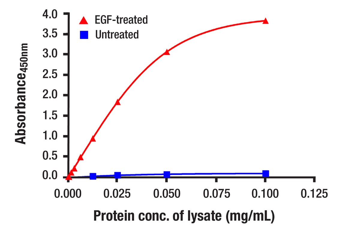 ELISA and/or ELISA-like Assays Image 2: Phospho-p44/42 MAPK (Erk1/2) (Thr202/Tyr204) (D13.14.4E) Rabbit Monoclonal Antibody (BSA and Azide Free)