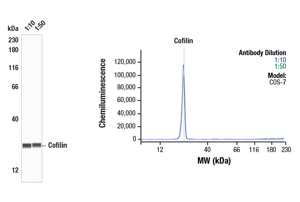 Western Blotting Image 1: Cofilin (D3F9) XP<sup>®</sup> Rabbit mAb