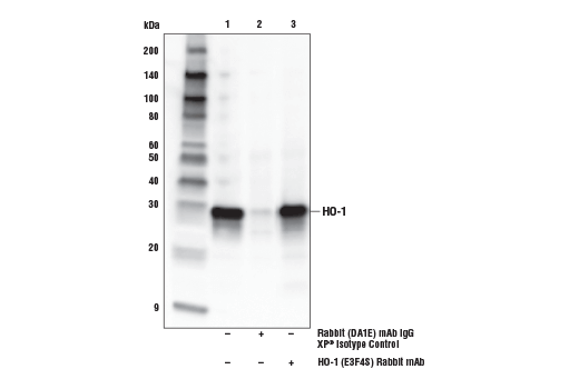undefined Image 15: p62/KEAP1/NRF2 Pathway Antibody Sampler Kit