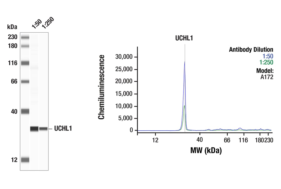Western Blotting Image 1: UCHL1 (D8R2I) Rabbit Monoclonal Antibody