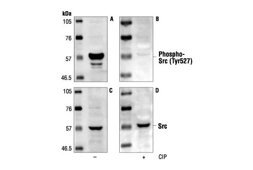 undefined Image 3: Src Antibody Sampler Kit