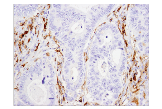 Immunohistochemistry Image 1: CD14 (D7A2T) Rabbit Monoclonal Antibody (BSA and Azide Free)