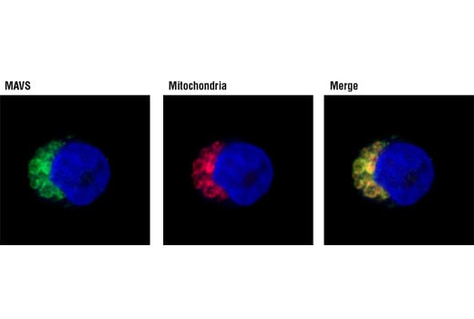 Immunofluorescence Image 1: MAVS Antibody