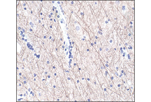 Immunohistochemistry Image 2: Neurofilament-L (DA2) Mouse Monoclonal Antibody (BSA and Azide Free)