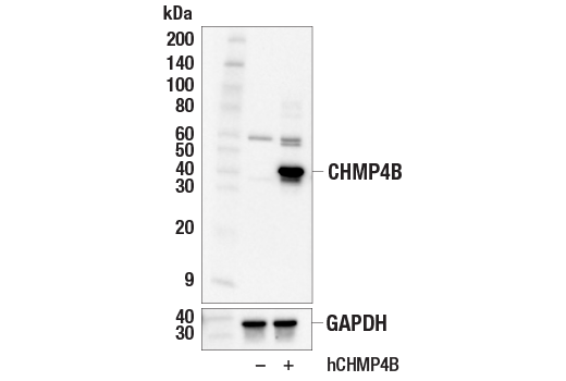 Western Blotting Image 2: CHMP4B (E2L7M) Rabbit Monoclonal Antibody