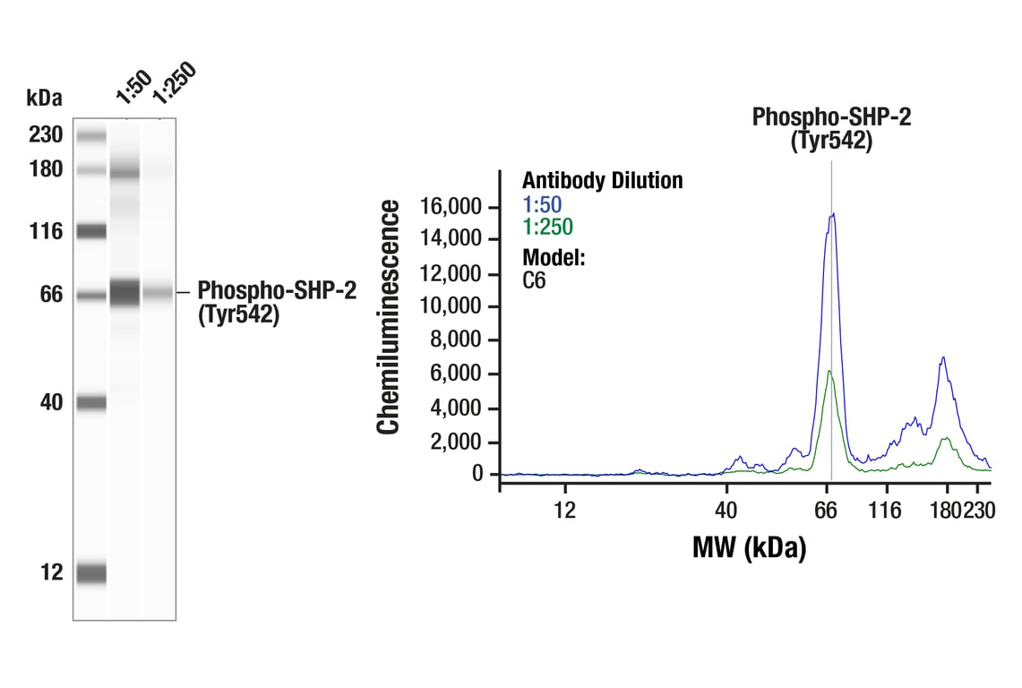Western Blotting Image 1: Phospho-SHP-2 (Tyr542) Antibody