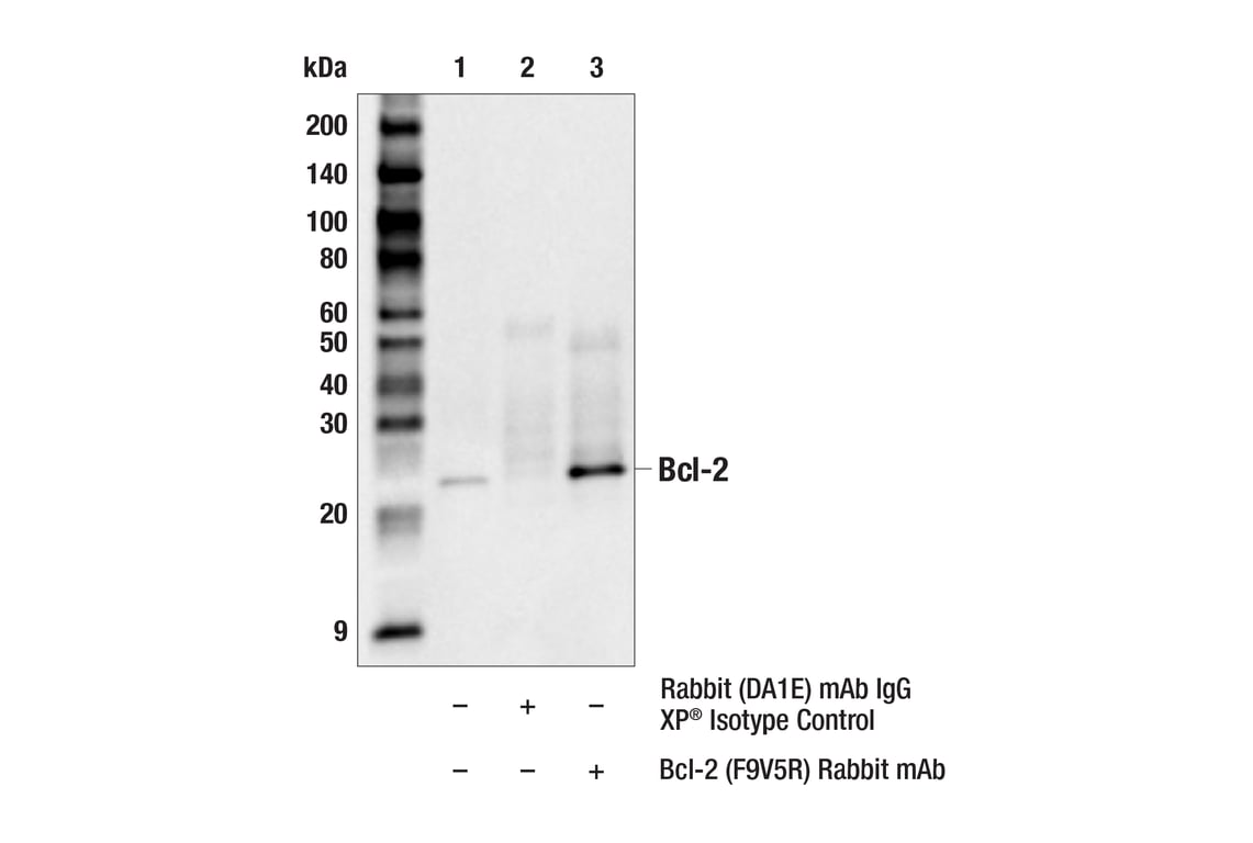 Immunoprecipitation Image 1: Bcl-2 (F9V5R) Rabbit Monoclonal Antibody