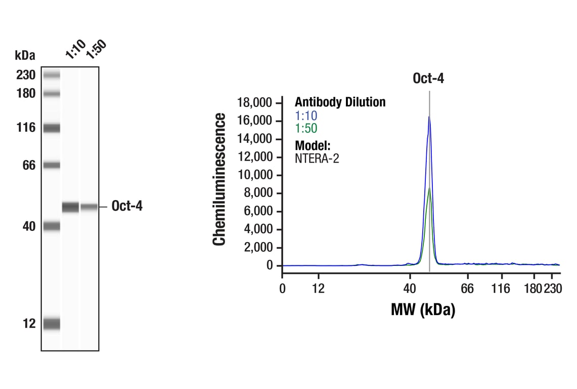 Western Blotting Image 1: Oct-4 (D7O5Z) Mouse Monoclonal Antibody