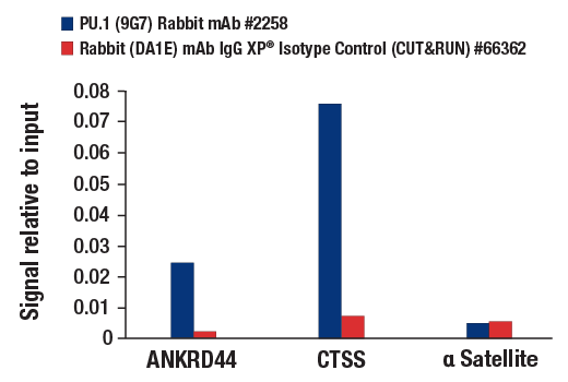 CUT & RUN Image 3: PU.1 (9G7) Rabbit Monoclonal Antibody