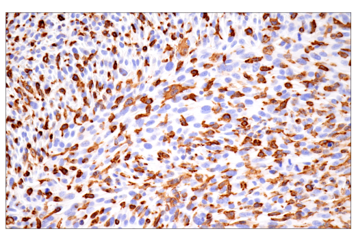Immunohistochemistry Image 12: p22phox (E7Y1F) Rabbit Monoclonal Antibody