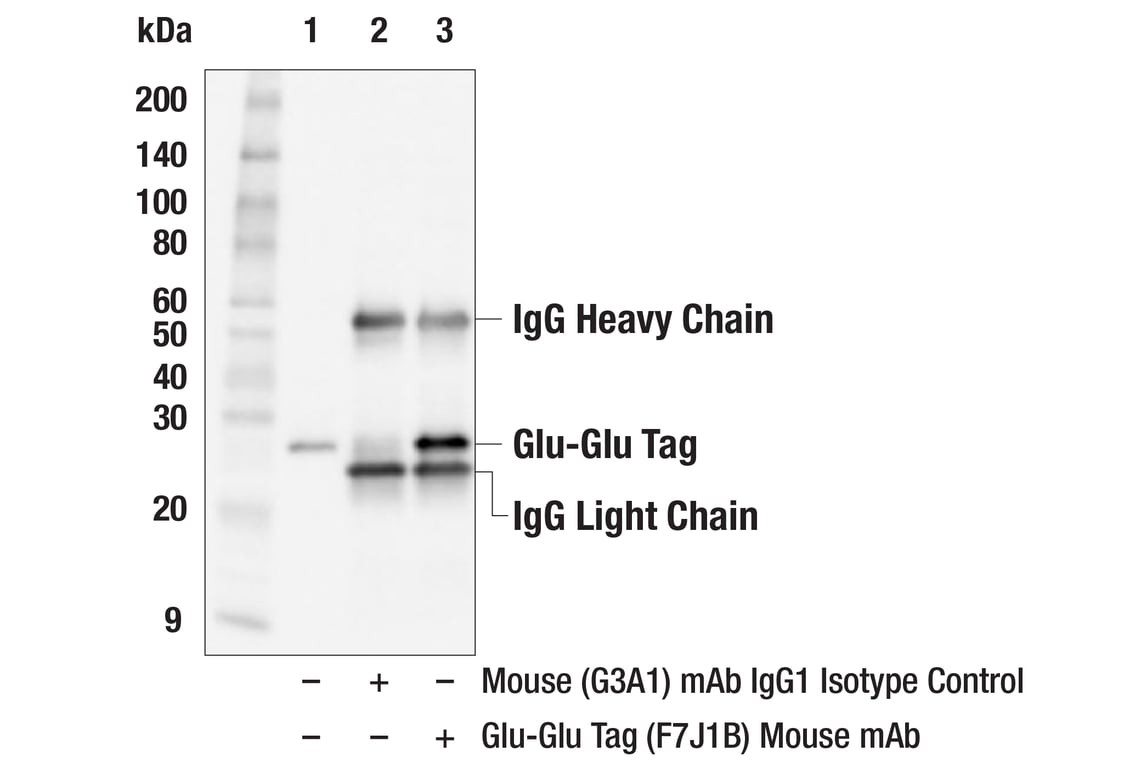 Immunoprecipitation Image 1: Glu-Glu Tag (F7J1B) Mouse Monoclonal Antibody