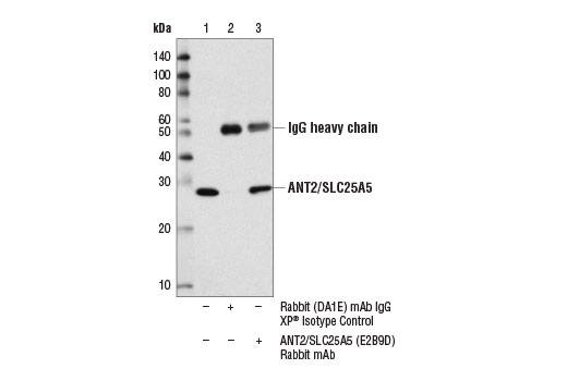 Immunoprecipitation Image 1: ANT2/SLC25A5 (E2B9D) Rabbit Monoclonal Antibody