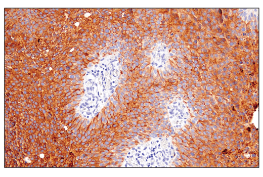 Immunohistochemistry Image 1: Occludin (E6B4R) Rabbit Monoclonal Antibody (BSA and Azide Free)